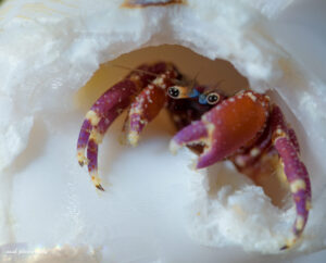 macro photography of crab inside shell hermit crab taken while diving in Oman white shell red crab