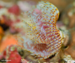 close-up macro photography of coral taken while diving in Oman