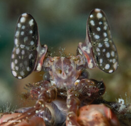 close-up macro photography of mantis shrimp taken while diving in Oman