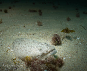 macro photography of stargazer fish taken while diving in Oman nightdive