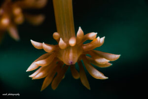 close-up macro photography of coral polyp taken while diving in Oman