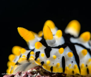 macro photography of shrimp taken while diving in Oman yellow black white bumps