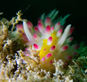 macro photography of shrimp taken while diving in Oman pink white