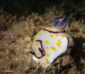 macro photography of nudi nudibranch taken while diving in Oman