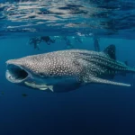 When is Whale Shark Season in Oman?