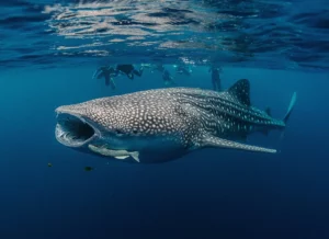 Whale shark oman, swimming with whalesharks, whaleshark season oman, scuba diving, whale shark