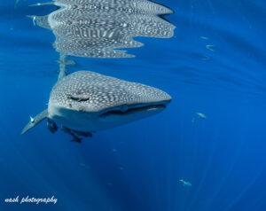 A whale shark swimming close to the surface 