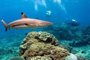 blacktip sharks in Oman