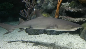 Whitetip reef shark while diving in Oman 